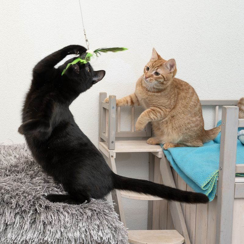 TIAKI Teleskop-Katzenangel mit Federn zu TOP-Preisen | bitiba %