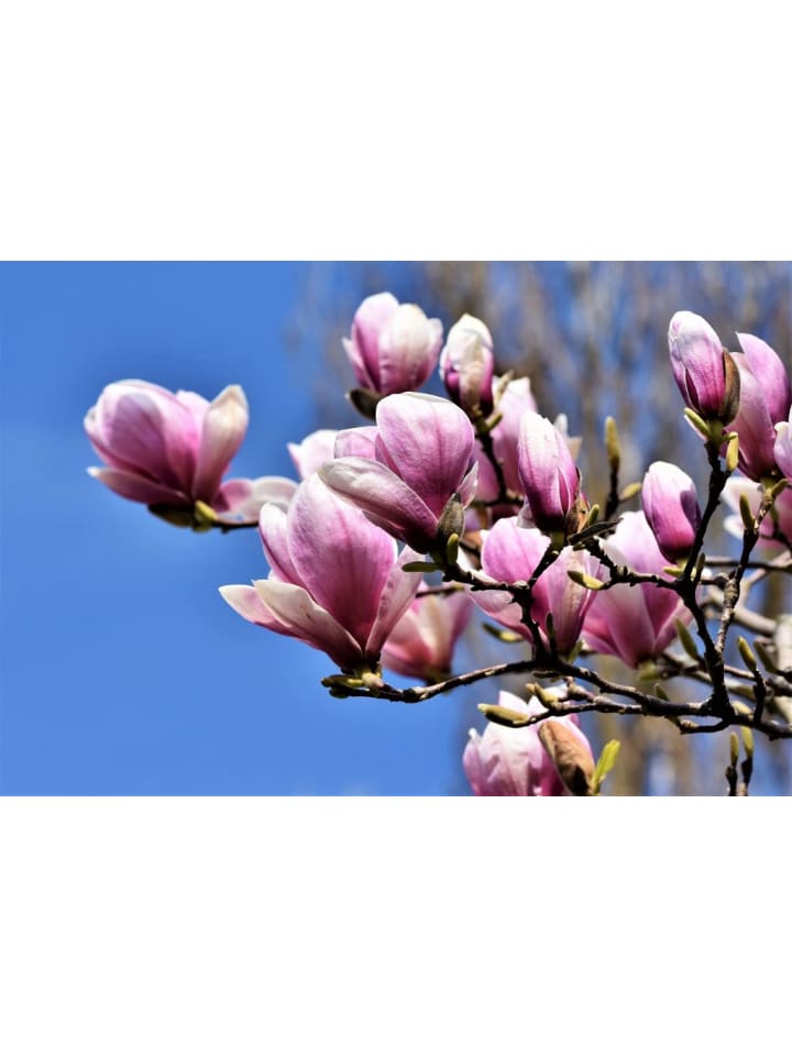 OH2 3er-Set: Magnolien in Bunt günstig kaufen onesize