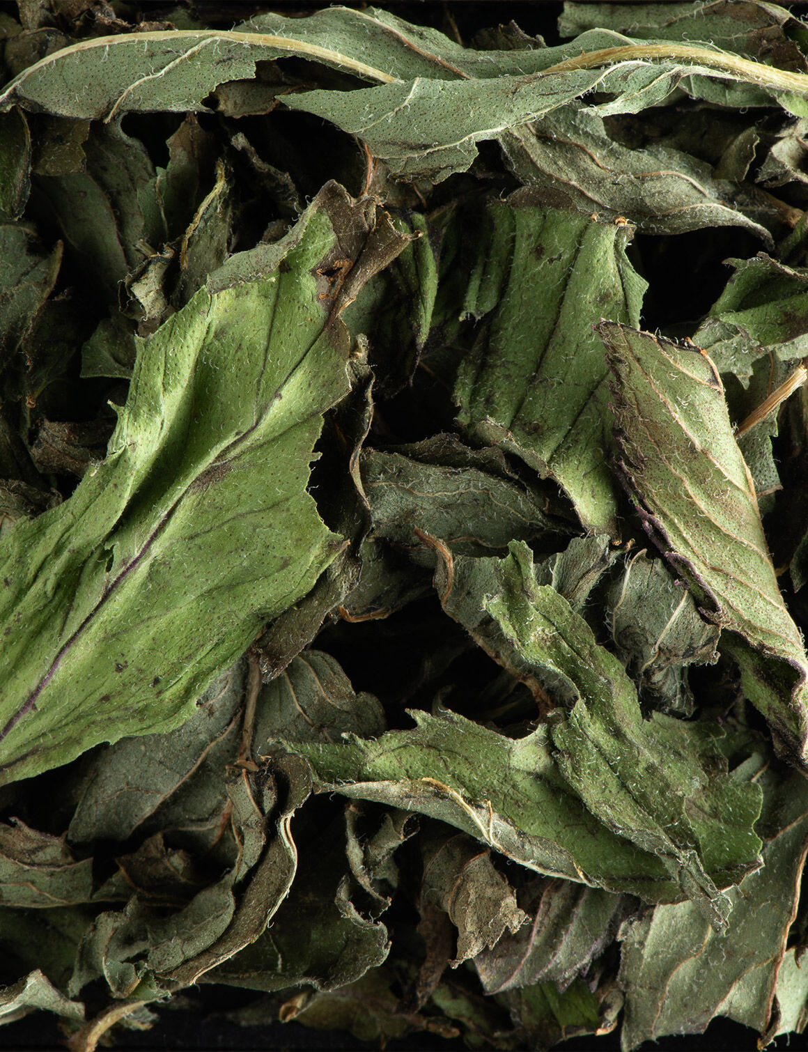 Menthe poivrée-25 sachets