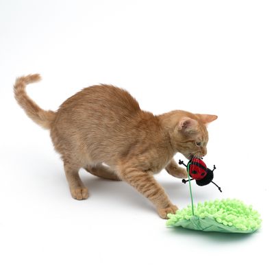TIAKI Katzenspielzeug Marienkäfer