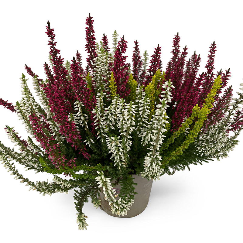 Calluna P11, flerfarget