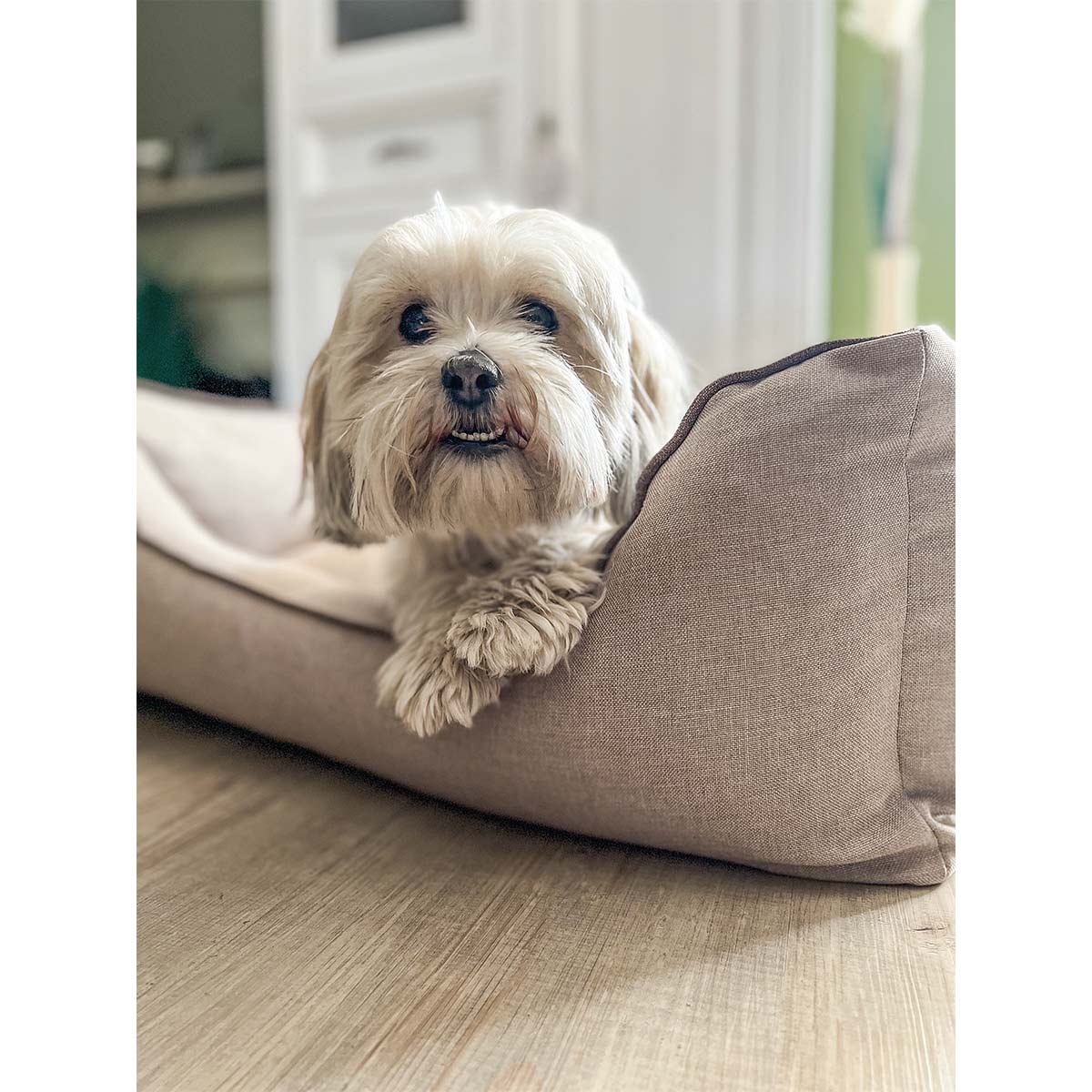 Aumüller Hundebett Sofa Basic Beige günstig kaufen bei ZooRoyal