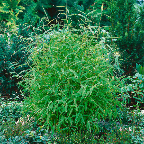 Gartenbambus Grünes Asien