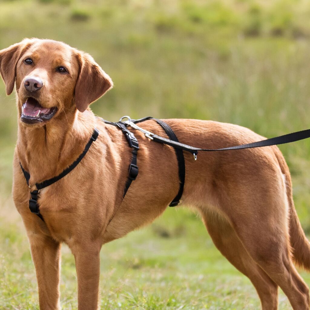Trixie Hundegeschirre Trixie Panikgeschirr Stay