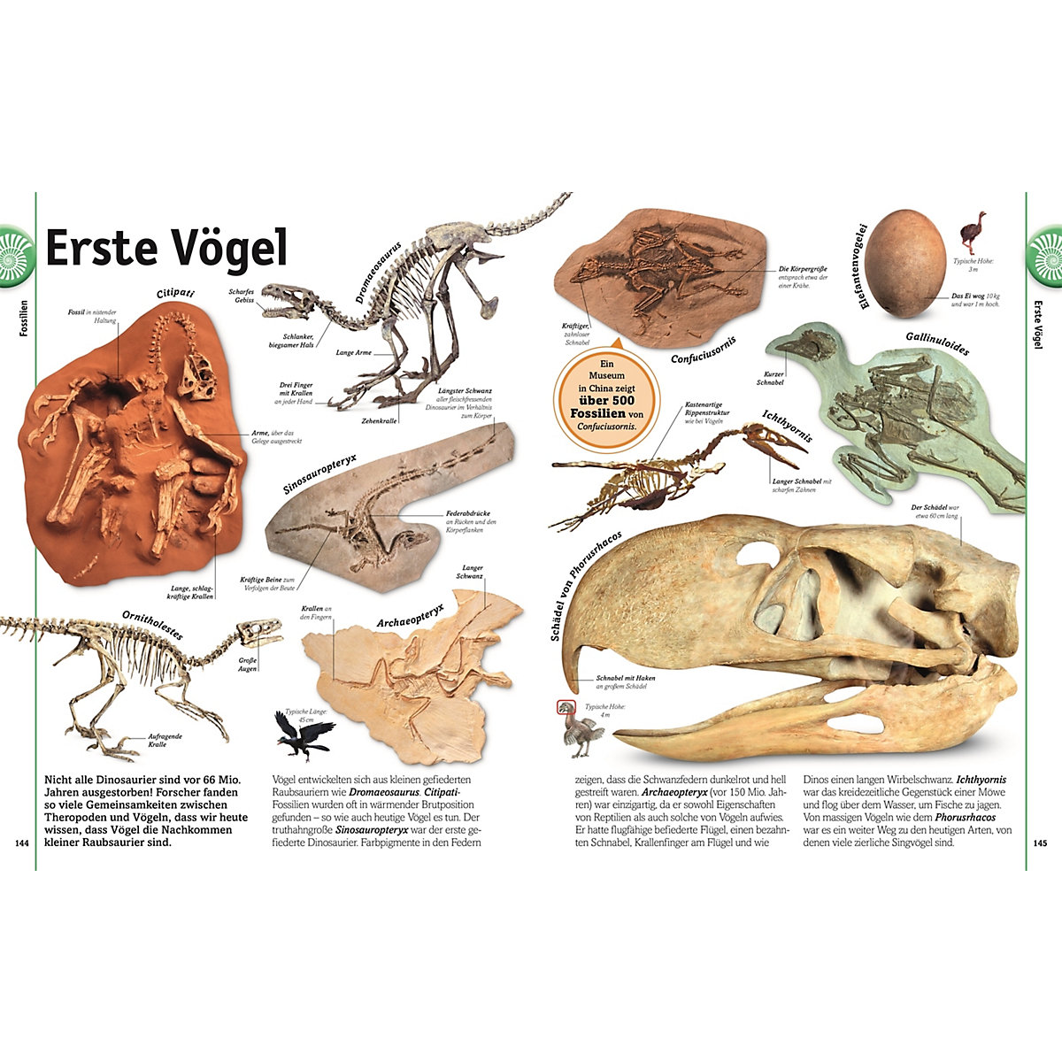 Steine: Minerale, Edelsteine und Fossilien in über 1000 Bildern