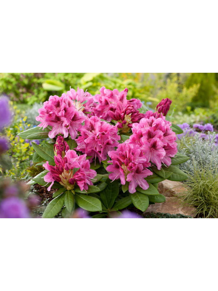 OH2 6er-Set: Rhododendron Cosmopolitan in Rosa günstig kaufen onesize