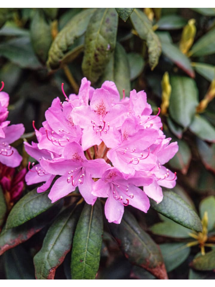 OH2 6er-Set: Rhododendron Roseum Elegans in Rosa günstig kaufen onesize