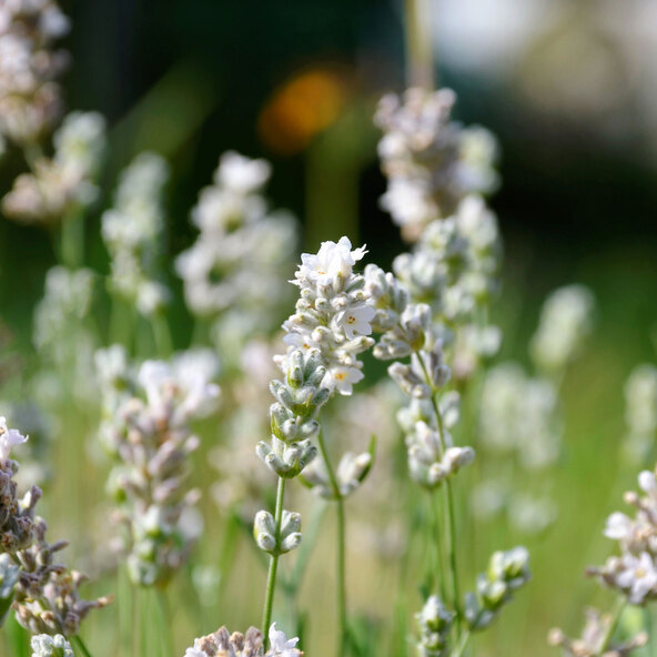 Lavendel „Wolkenduft-Trio“ 3er-Set
