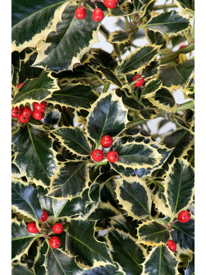OH2 6er-Set Ilex aquifolium 'Argentea Marginata in Grün günstig kaufen onesize