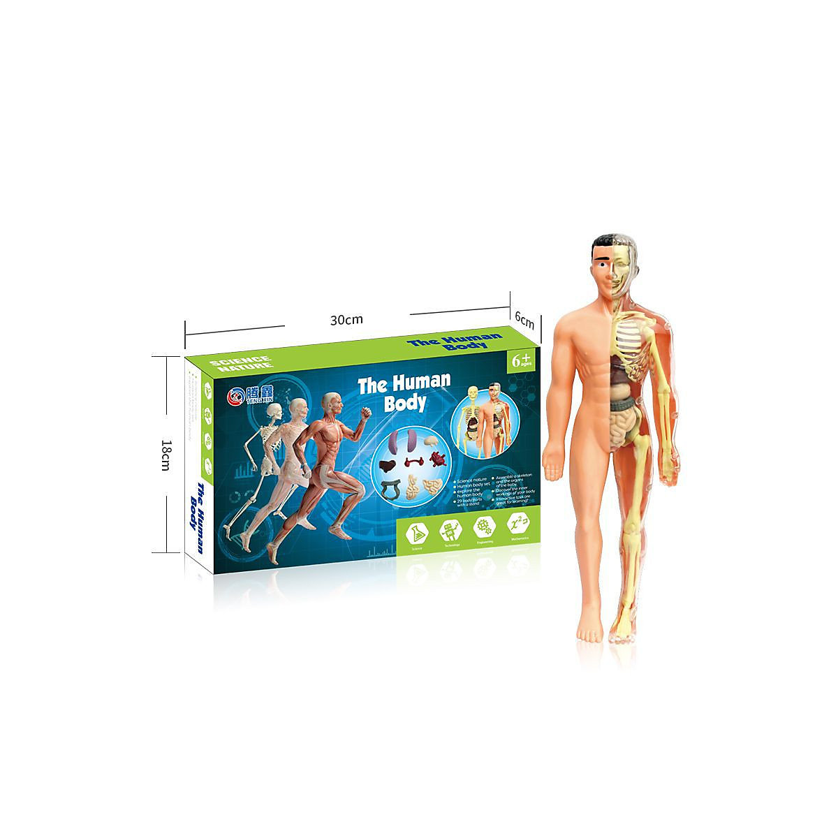 Modellspielzeug zum Lernen für Kinder Modell eines kleinen menschlichen Skeletts simuliert ein Lernspielzeug für Kinder