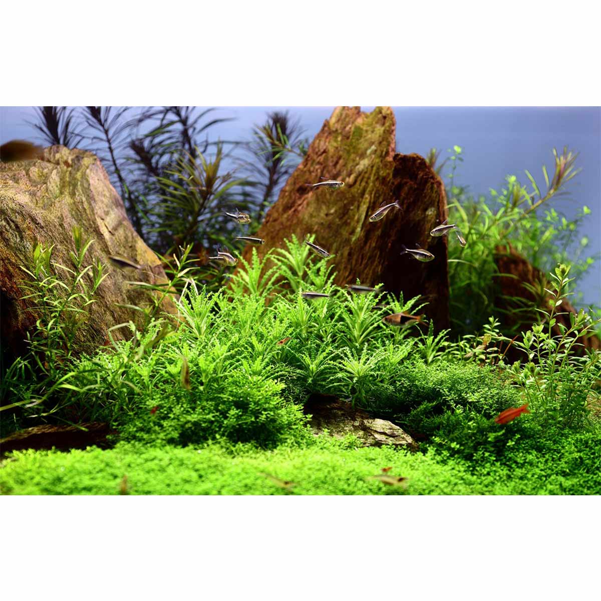 Tropica Aquariumpflanze Pogostemon helferi kaufen