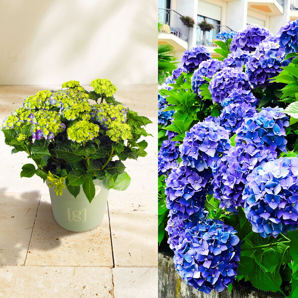 Bauernhortensie King Size Blau