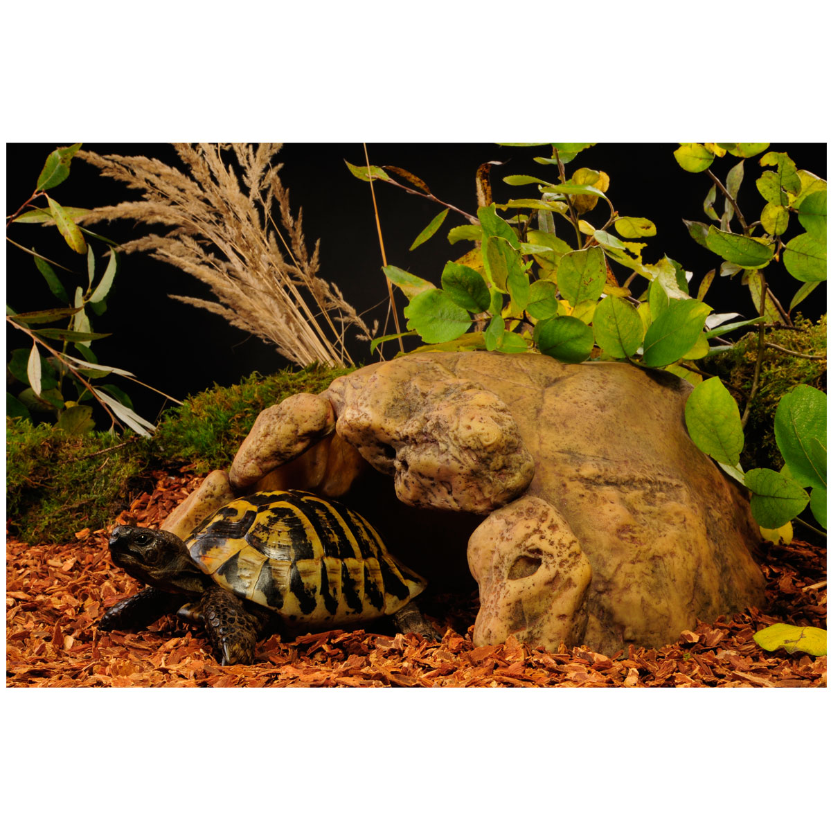 Exo Terra Höhle für Landschildkröten günstig kaufen