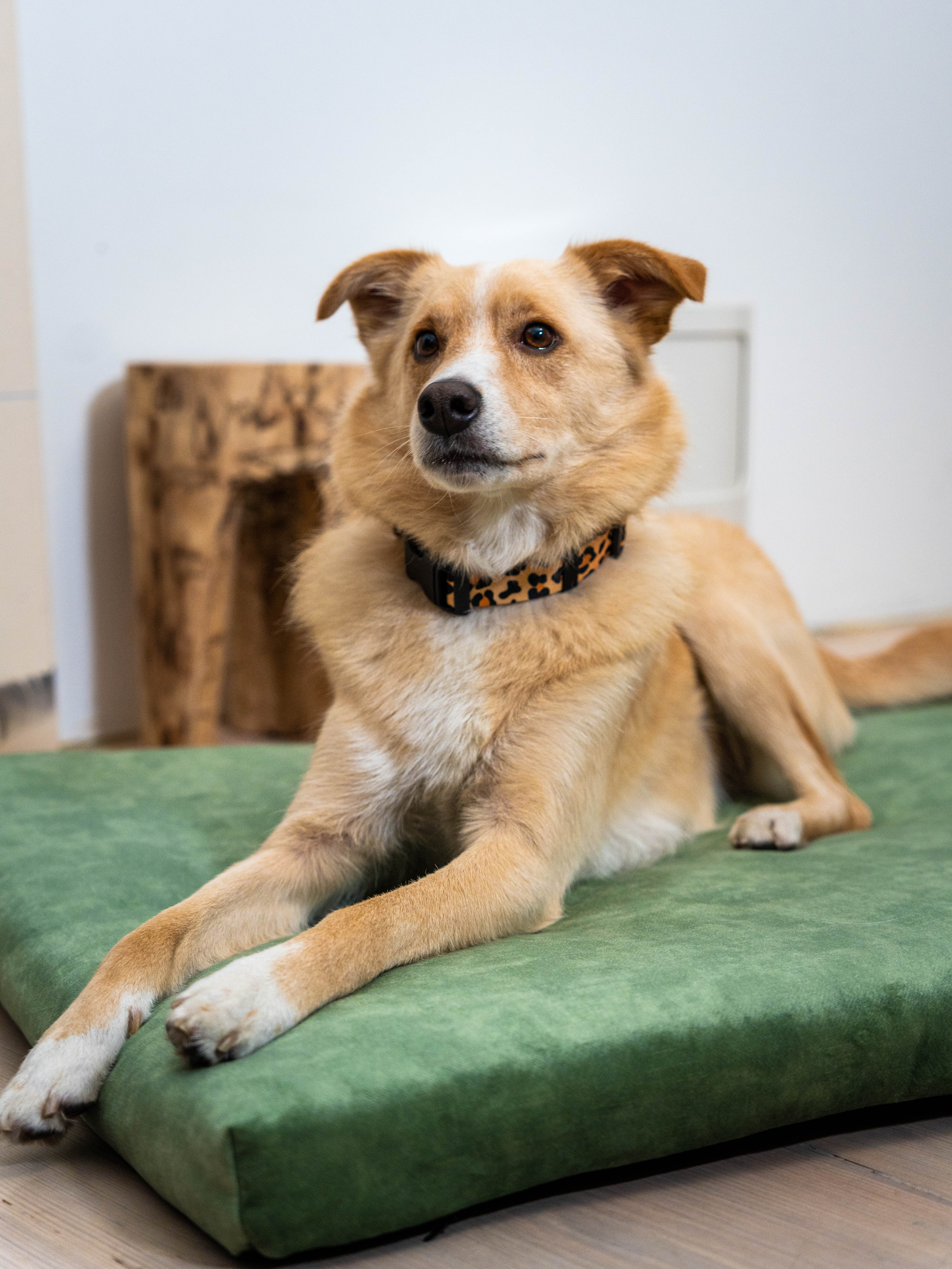 Rexproduct Hundematten Rexproduct SoftPet Matratze grün S