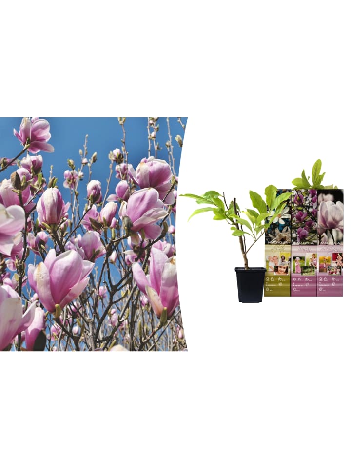 OH2 3er-Set: Magnolien in Bunt günstig kaufen onesize