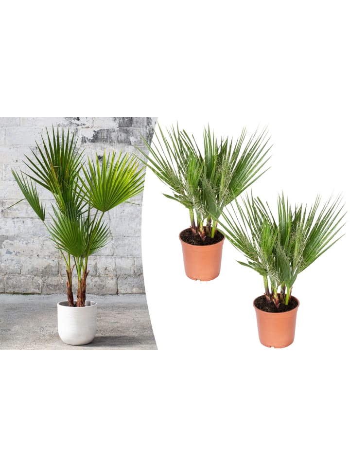 OH2 2er-Set: Washingtonia robusta Mittel in Grün günstig kaufen onesize
