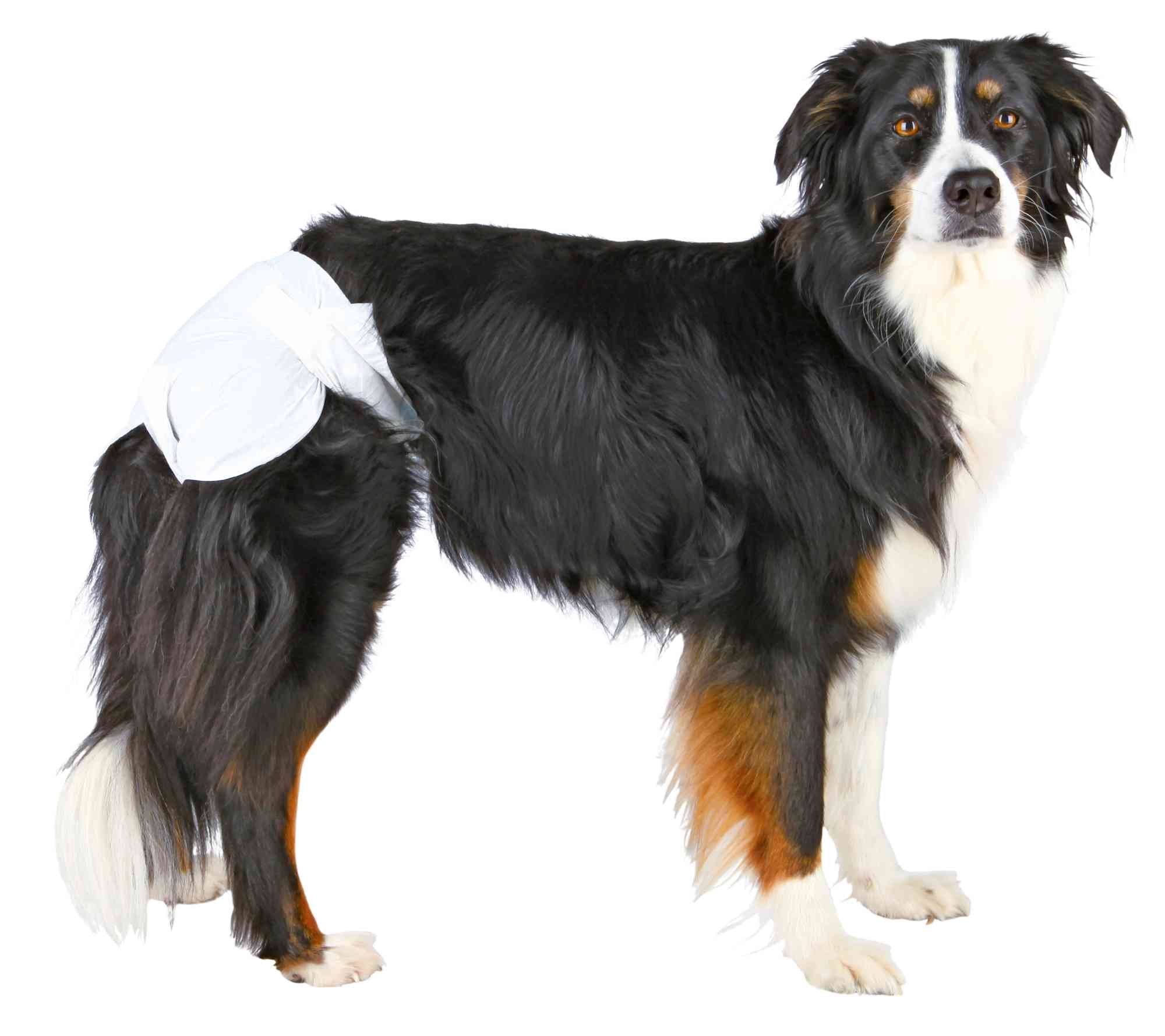 TRIXIE Hundetoilette Trixie Hundewindeln für Hündinnen Größe: XS-S