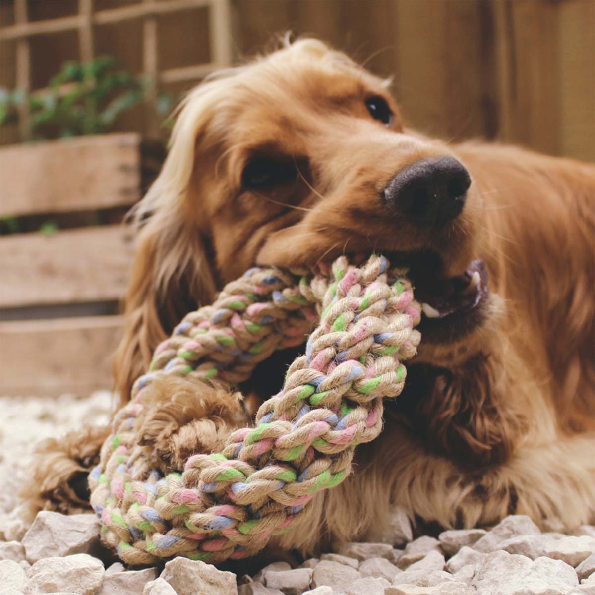 Beco Hundespielzeug Hanf Ring Ø 17 cm günstig kaufen bei ZooRoyal