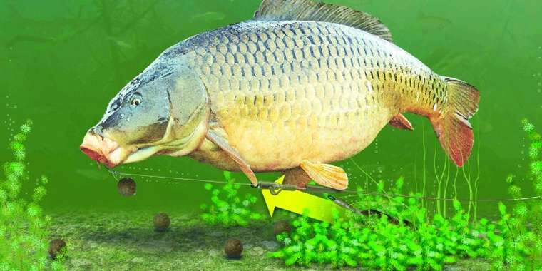 Korda lead clip action pack carp rig