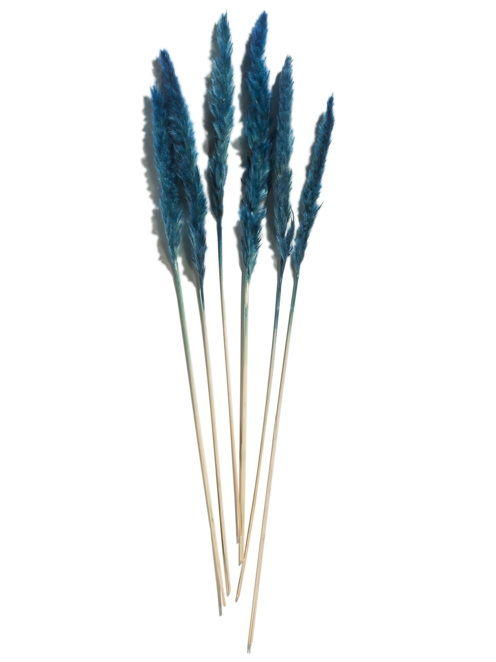 Pampasgrasbündel 6er Trockenblume, Pacific Blue