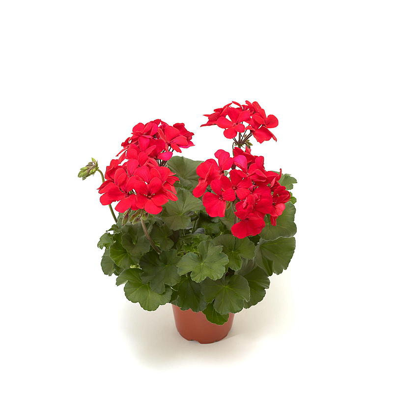 Pelargonia P12, Landscape