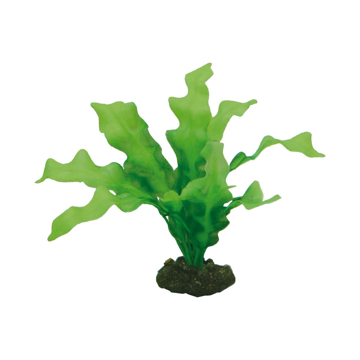 Hobby Aquariumdekoration Echinodrus 20 cm kaufen