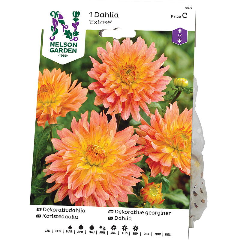 Nelson garden Georgine Lav dek. Extase, rosagul