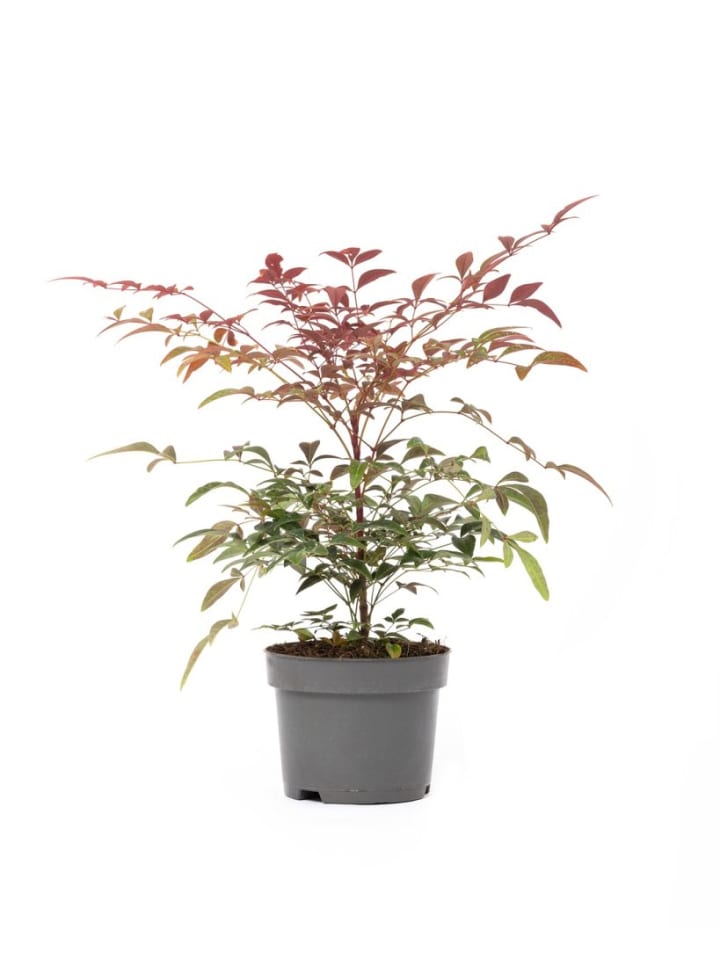OH2 Nandina Domestica Obsessed in Bunt günstig kaufen onesize