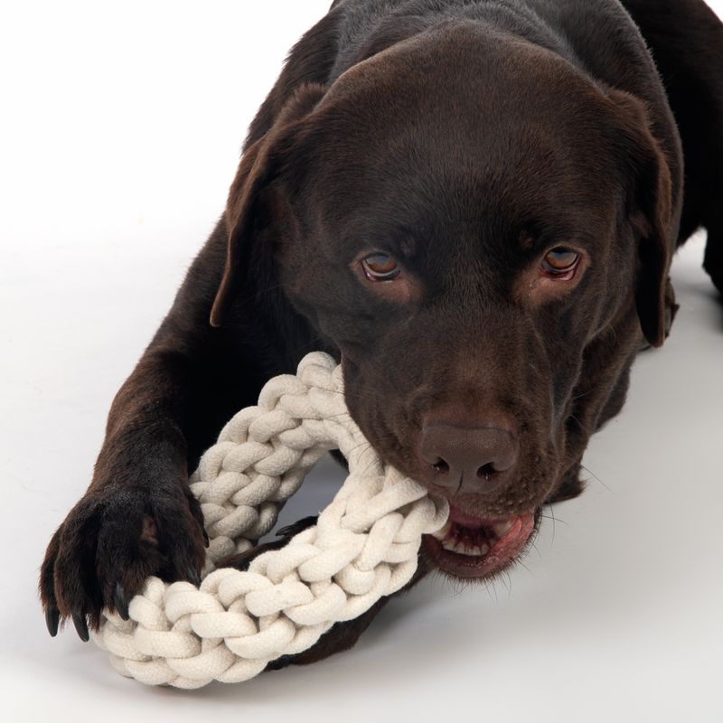 TIAKI Hundespielzeug Rope Ring zu TOP-Preisen