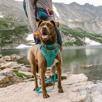 Ruffwear Front Range Hundegeschirr, Aurora Teal