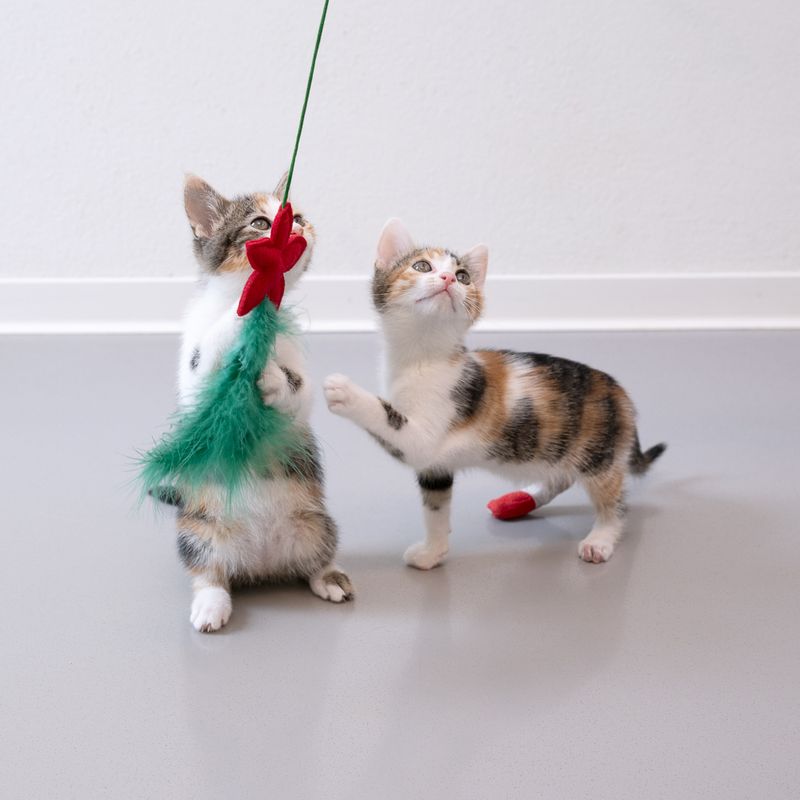 TIAKI Katzenangel Weihnachtsstern zu TOP-Preisen