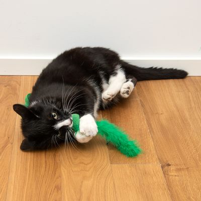 Katzenspielzeug Wagging Set