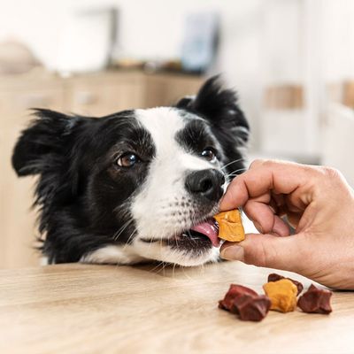 8in1 Flavours Skewer Bites