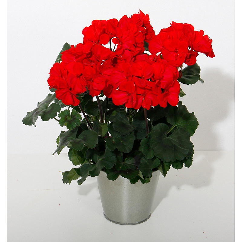 Pelargonia zonale P12