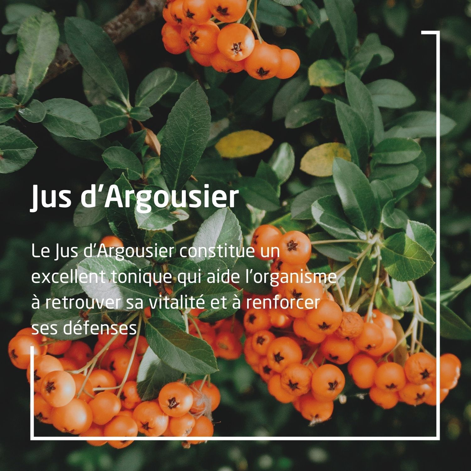 Weleda Jus d'Argousier Complément Alimentaire Riche en Vitamine C - Fortifie l'Organisme - 250 ml