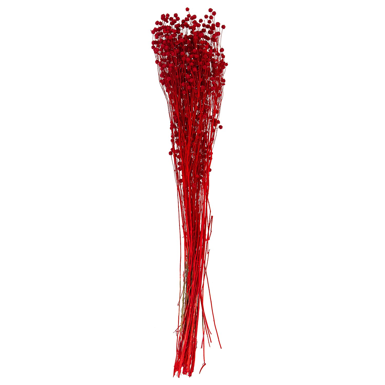 Trockenblumen Flachs, rot