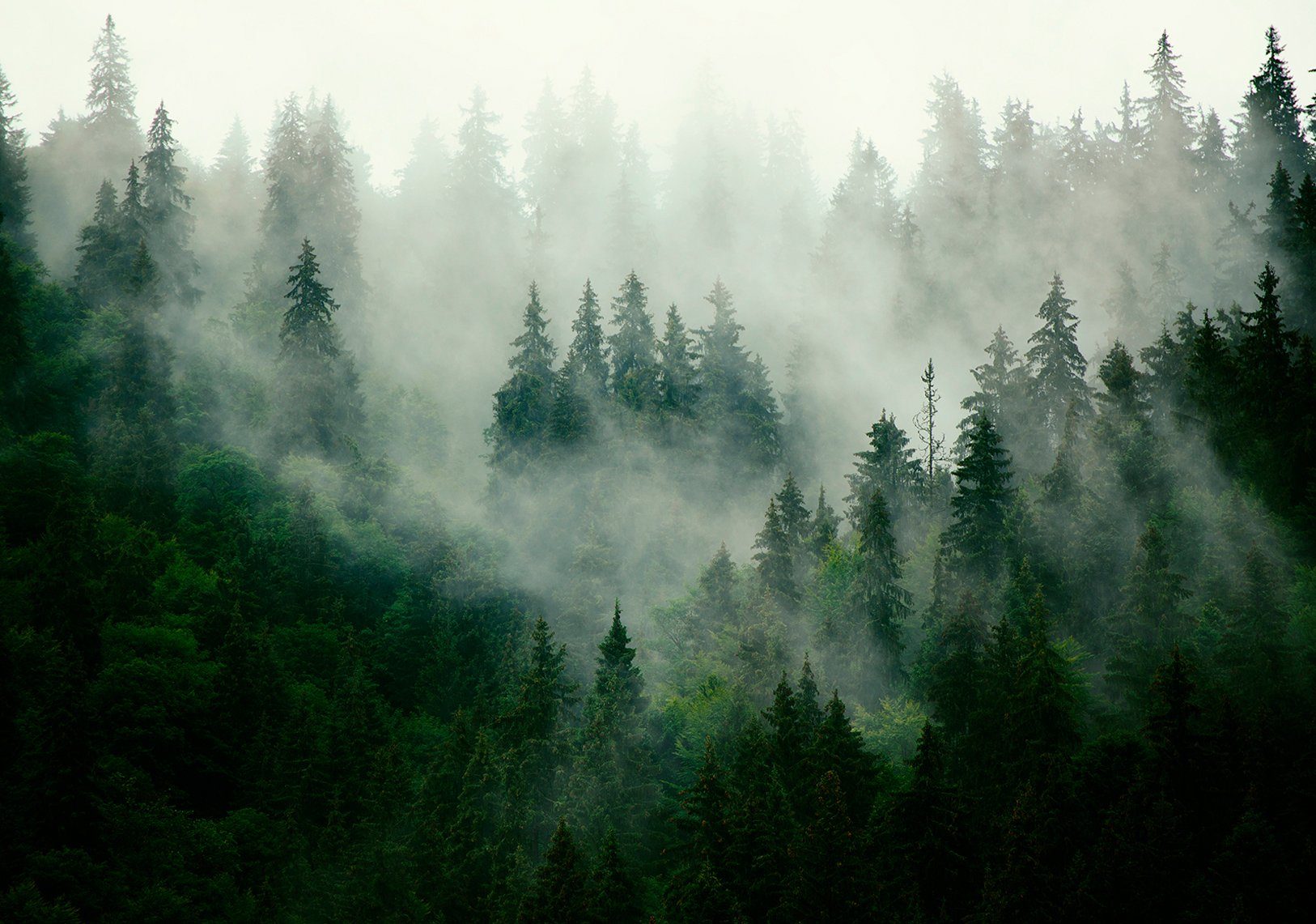 Consalnet Vliestapete Wald im Nebel, grafisch, Vlies, Wand