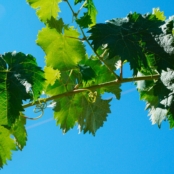 Weinrebe Blaues Früchtchen