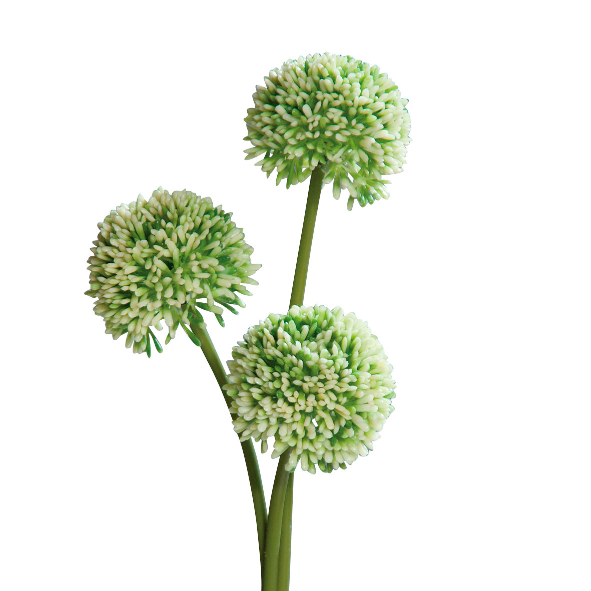 DPIAllium 46cm