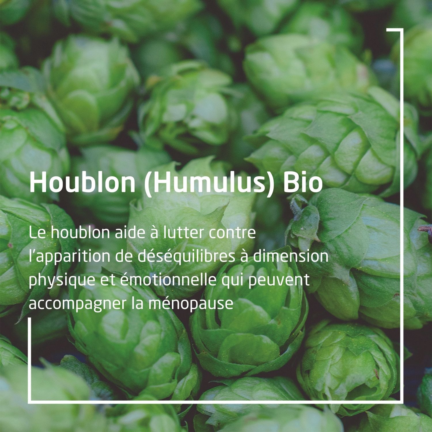 Weleda EPB® Humulus Bio Ménopause - Complément Alimentaire Naturel - 60 ml