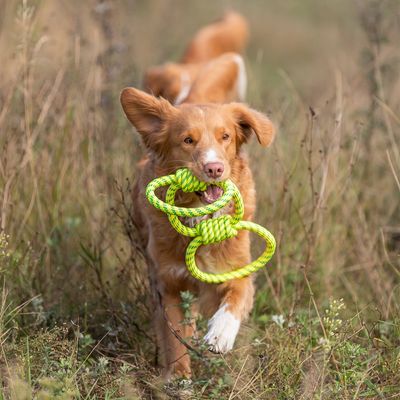 Trixie Hundespielzeug Tugger