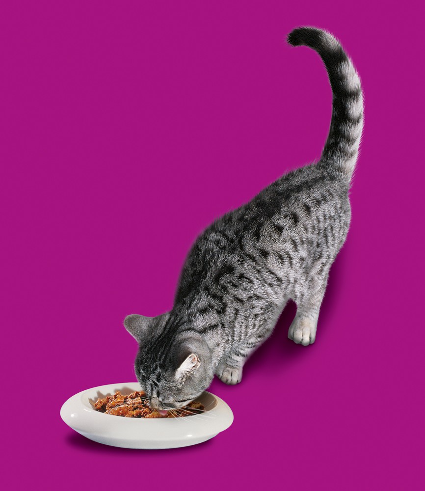 Sheba WHISKAS® Trockenfutter Beutel 1  mit Huhn 3,8kg