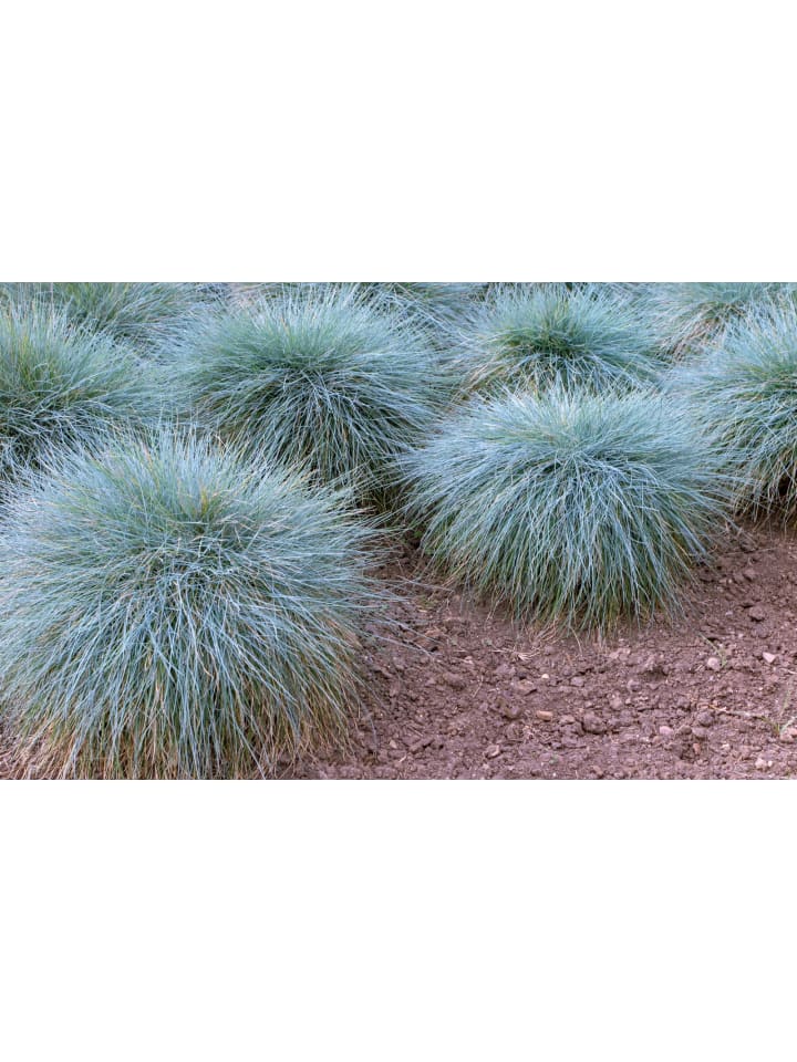 OH2 8er-Set: Festuca Glauca Elijah Blue in Blau günstig kaufen onesize