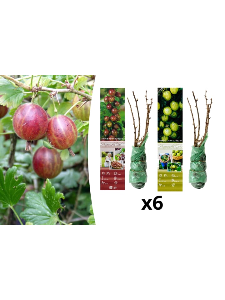 OH2 6er-Set Stachelbeeren in Bunt günstig kaufen onesize