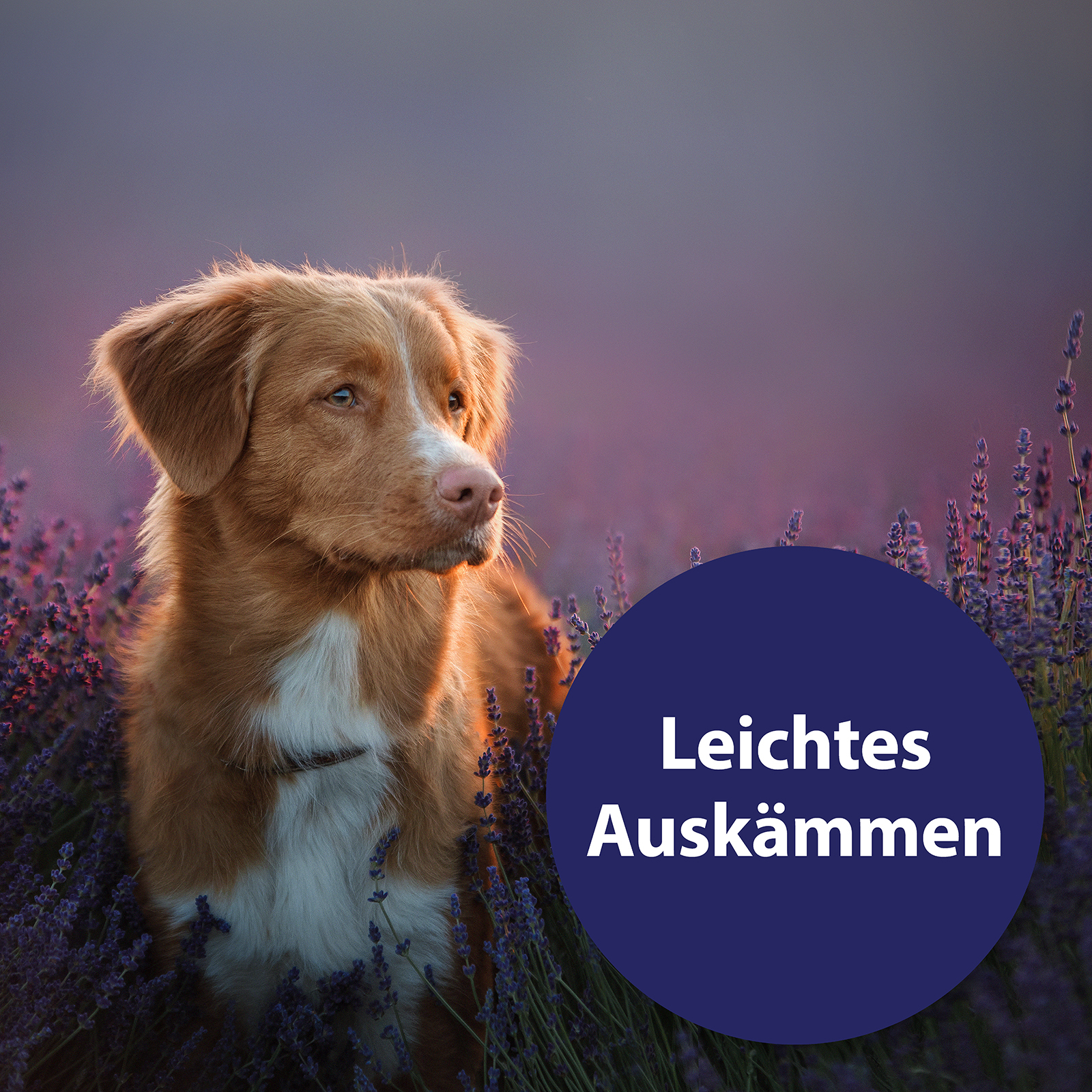 Canosept Fellpflege Canosept Fellpflegespray für Hunde 250 ml