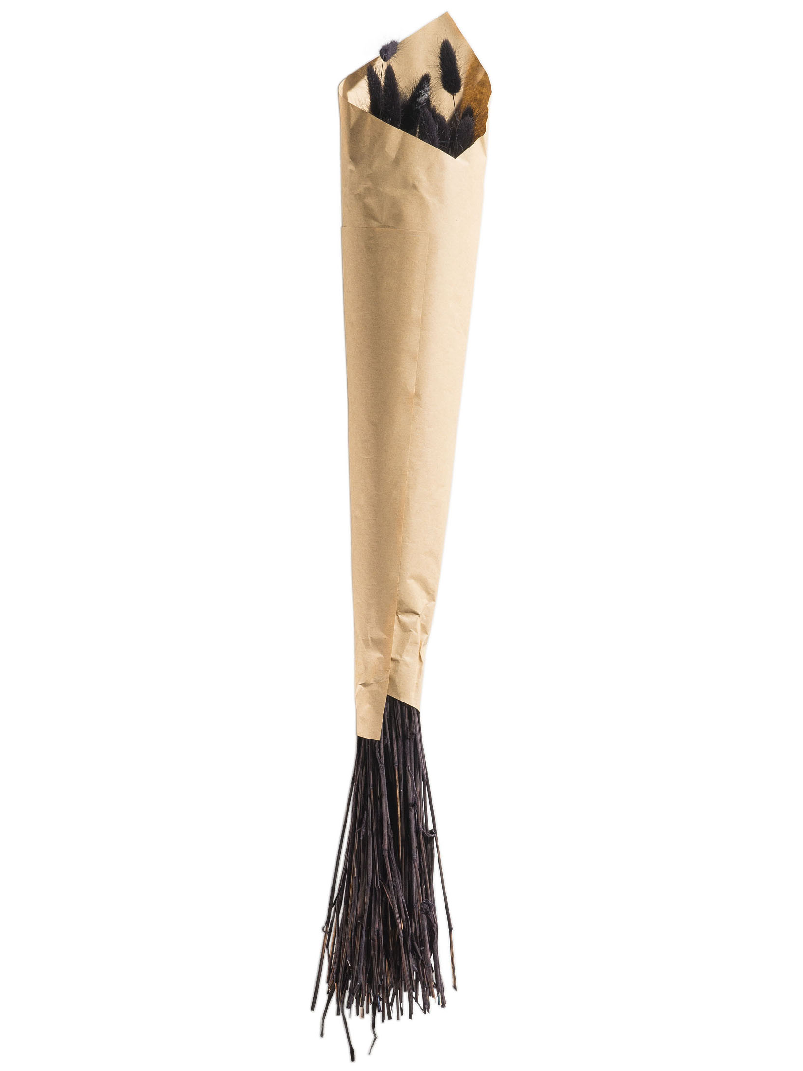 Lagurus Trockenblume, Schwarz