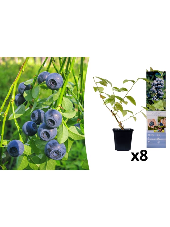 OH2 8er-Set: Blaubeere in Blau günstig kaufen onesize