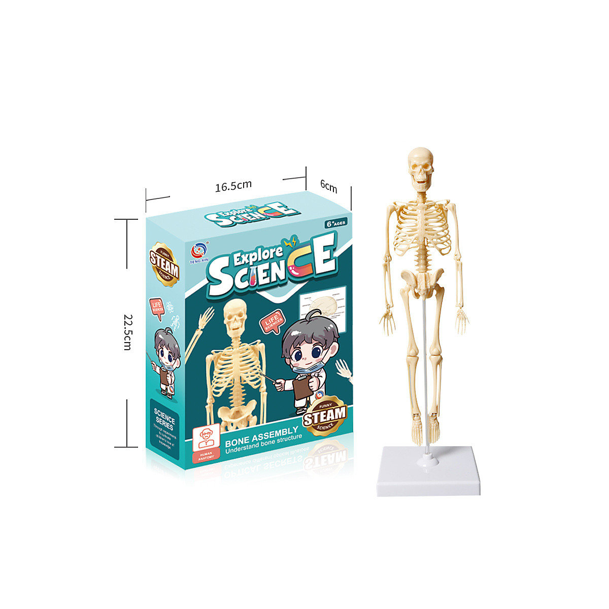 Skelett-Simulationsspiel für Kinder Kleines menschliches Skelett Modell Simulation Skelett Kinder Früherziehung Lernspielzeug