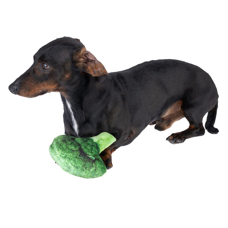 TIAKI Hundespielzeug Quietsche-Broccoli zu TOP-Preisen | bitiba %