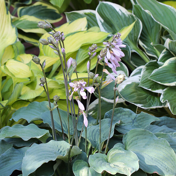 Hosta „Schattenzauber“ 3er-Set